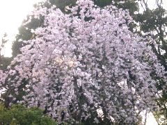 枝垂れ桜(18k) 3月31日撮影
