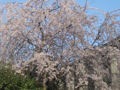 県立図書館の桜(18k) 3月31日撮影