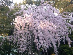 伊勢山皇大神宮の桜(18k) 3月31日撮影