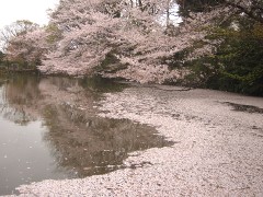 菊名池の桜(19k) 3日撮影