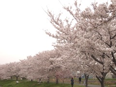 鴨居の桜(18k) 