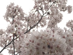 反町の桜(18k) 