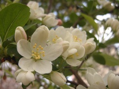 ヒメリンゴの花(18k) 4月11日撮影