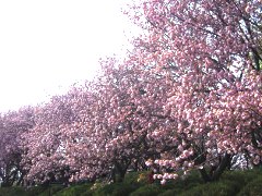 菊名桜山公園(18k) 