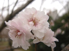 十月桜(17k) 