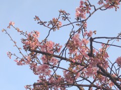 菊名の河津桜(18k) 