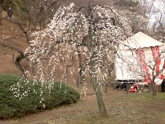 大倉山の枝垂れ梅2(18k) 21日撮影