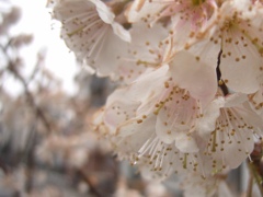 早咲の桜(18k) 