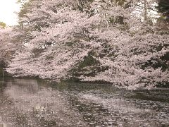 菊名池の桜(18k) 6日撮影