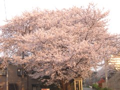 三叉路の桜(18k) 6日撮影