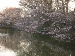 菊名池の桜(18k) 4日撮影