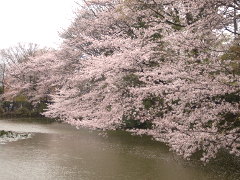 菊名池の桜(18k) 8日撮影