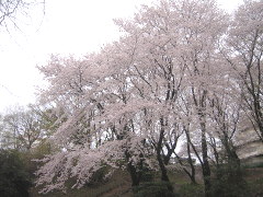 盲学校裏の桜(18k) 
