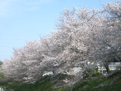 桜(18k) 15日撮影