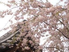 松蔭寺の枝垂れ桜(18k) 1日撮影