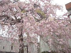栄町の枝垂れ桜(18k) 5日撮影
